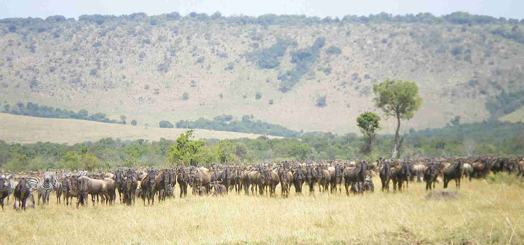 The wildebeest migration at the Mara River is one of nature's most dramatic spectacles, where thousands of wildebeests plunge into crocodile-infested waters in a desperate bid to reach greener pastures. This perilous crossing, part of the Great Migration, showcases the raw intensity of survival in the wild.